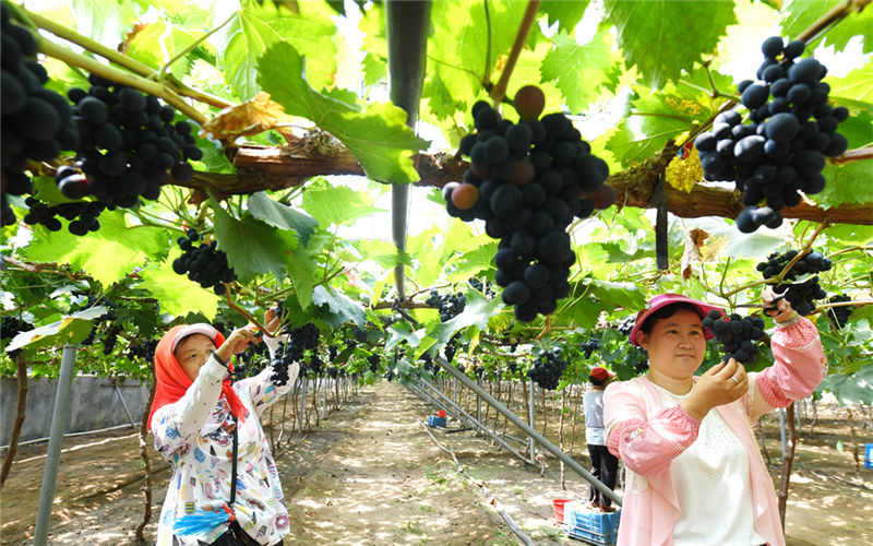 河北懷來葡萄（酒）產(chǎn)業(yè)穩(wěn)中向好發(fā)展